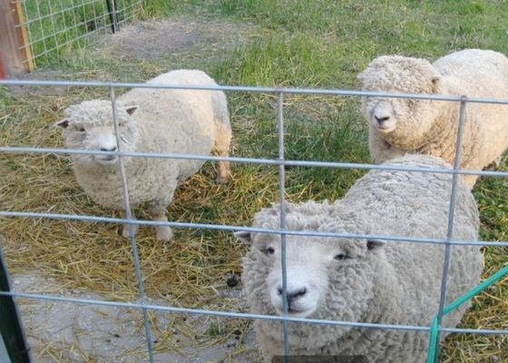 شبكة سلكية ملحومة مجلفنة بالغمس الساخن في الزراعة وتربية الحيوانات