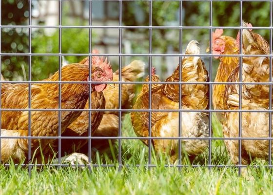 شبكة سلكية ملحومة مجلفنة كهربائيًا بطول لفة 50 متر وعرض 0.5 متر لسياجات الحيوانات